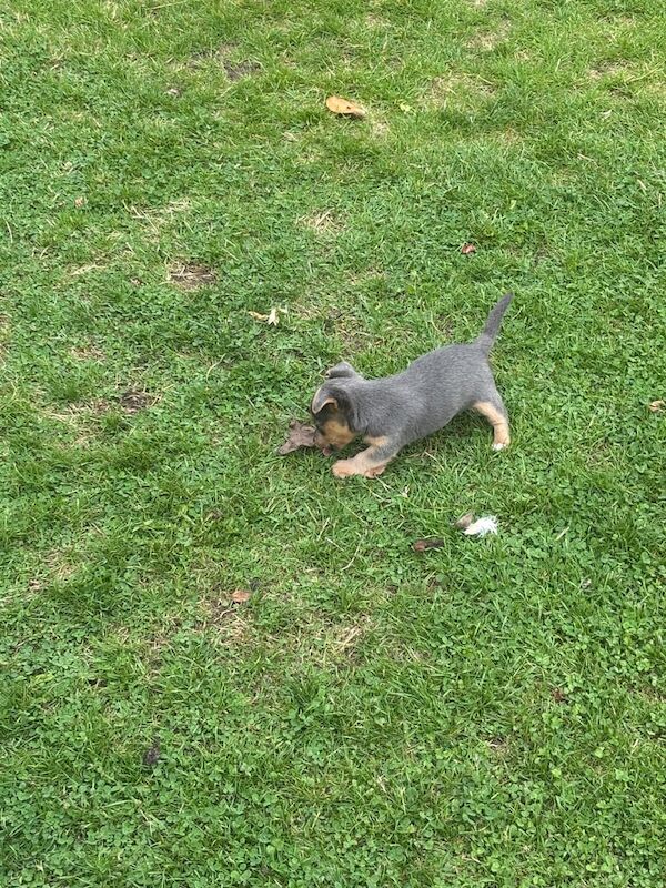 Jack Russell puppies for sale in Billingshurst, West Sussex – 5 weeks old - Image 3 of 3