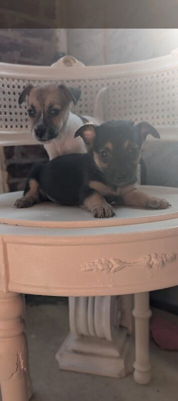 Jack Russell puppies for sale in Mansfield, Nottinghamshire – 8 weeks old