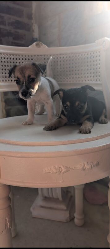 Jack Russell puppies for sale in Mansfield, Nottinghamshire – 8 weeks old - Image 2 of 3