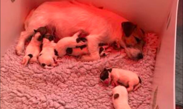 Jack Russell puppies for sale in Mansfield, Nottinghamshire – 8 weeks old - Image 3 of 3