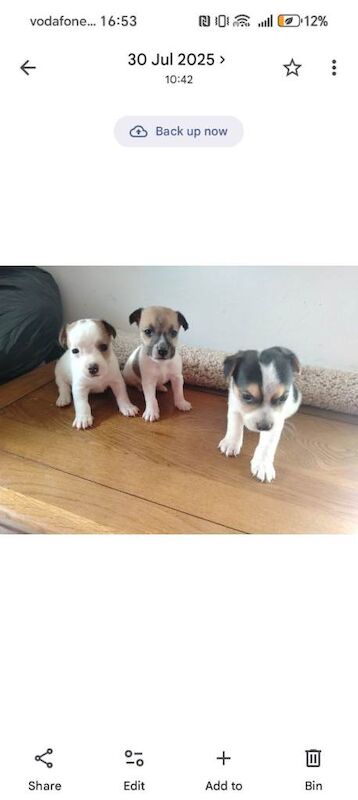 Jack Russell Puppies For Sale