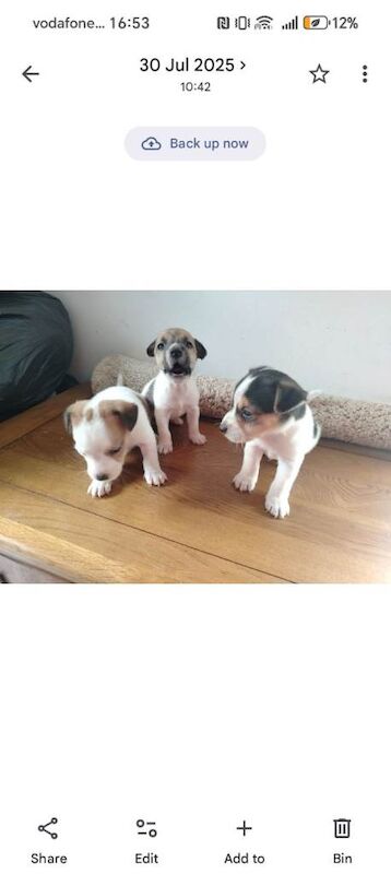 Mini jack Russell puppies - Image 2 of 5