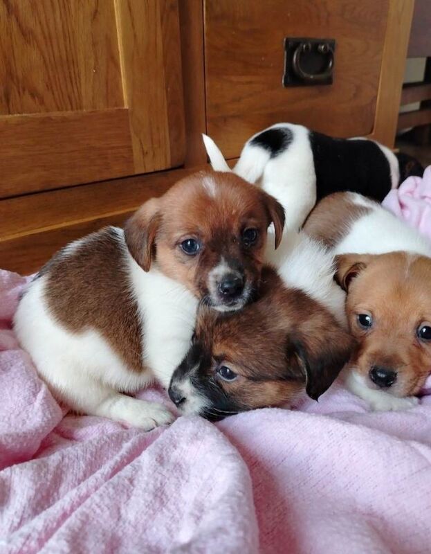 Mini jack Russell puppies - Image 3 of 5