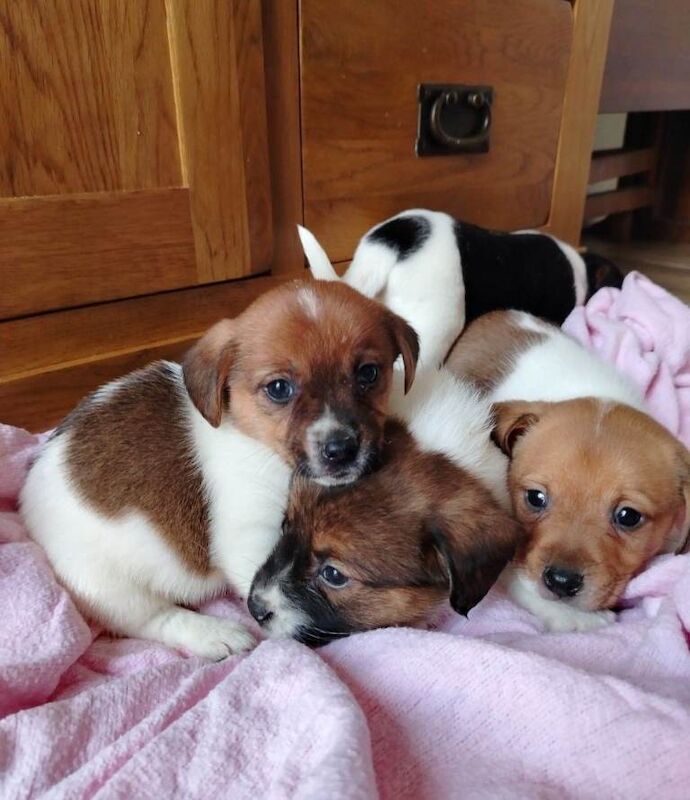 Mini jack Russell puppies - Image 4 of 5