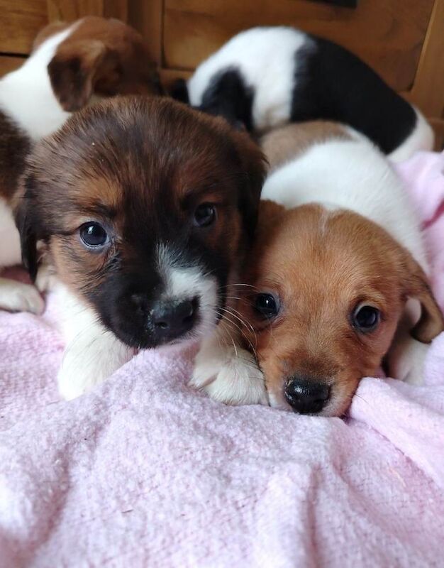 Mini jack Russell puppies - Image 5 of 5