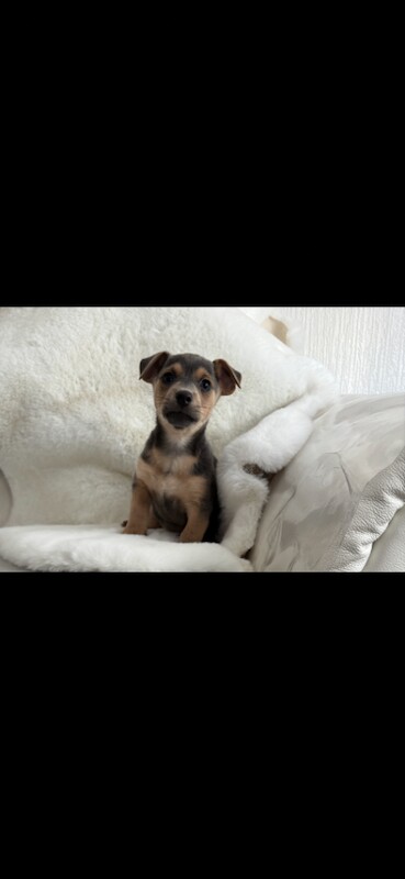 Mini Jack Russell Puppies Boys