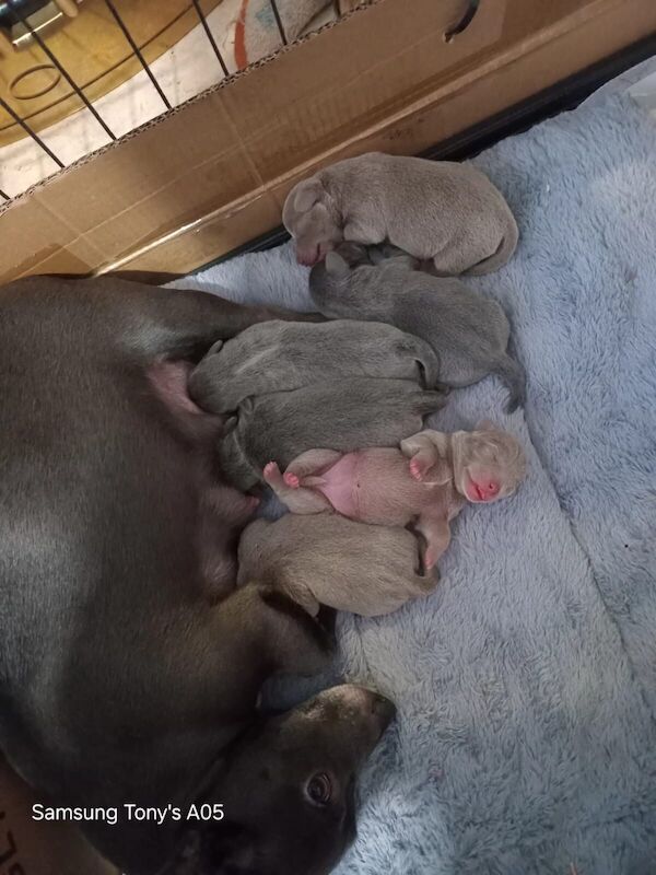 Jack Russell Terrier puppies for sale in Willenhall, West Midlands – 10 months old - Image 1 of 3