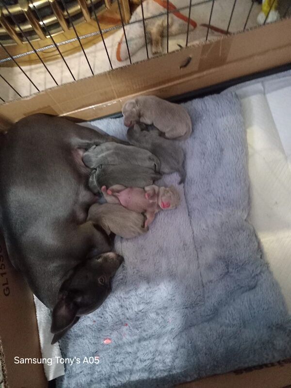 Jack Russell Terrier puppies for sale in Willenhall, West Midlands – 10 months old - Image 2 of 3