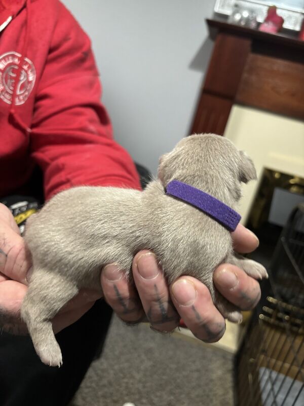 Jack Russell Terrier puppies for sale in Willenhall, West Midlands – 10 months old - Image 3 of 3