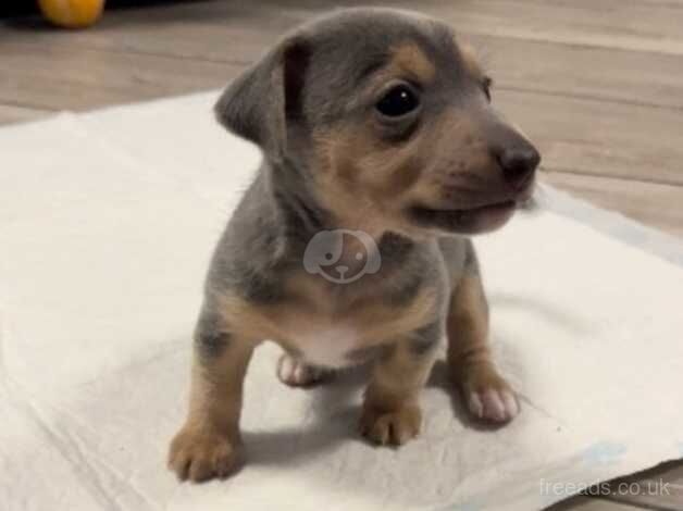 Jack Russell Terrier puppies for sale in Doncaster, South Yorkshire – 1 year old - Image 2 of 5