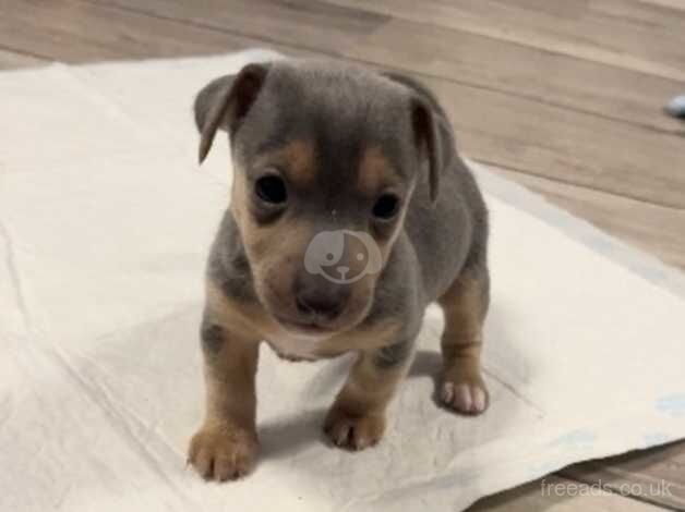 Jack Russell Terrier puppies for sale in Doncaster, South Yorkshire – 1 year old - Image 3 of 5