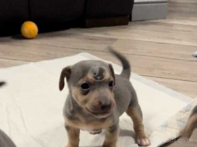 Jack Russell Terrier puppies for sale in Doncaster, South Yorkshire – 1 year old - Image 4 of 5