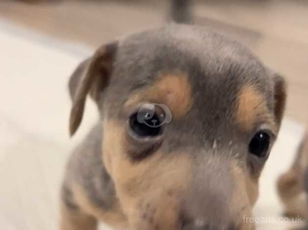 Jack Russell Terrier puppies for sale in Doncaster, South Yorkshire – 1 year old - Image 5 of 5