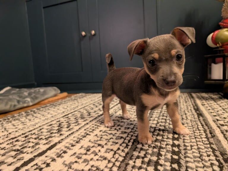 Jack Russell Terrier puppies for sale in Platt Bridge, Greater Manchester – 10 weeks old