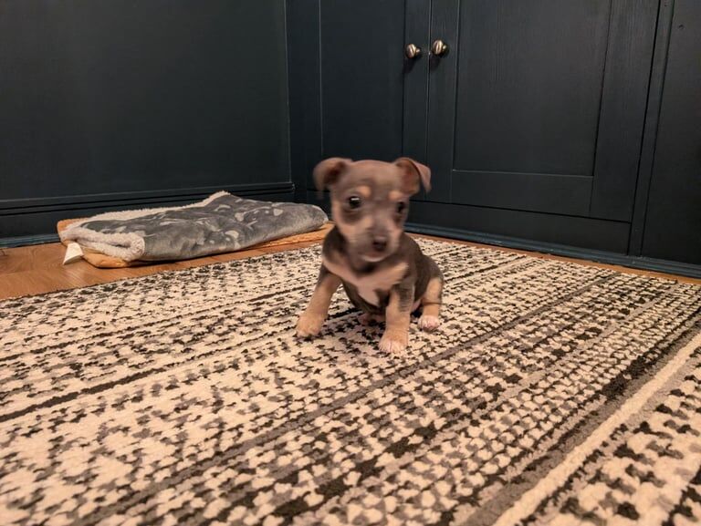 Jack Russell Terrier puppies for sale in Platt Bridge, Greater Manchester – 12 weeks old - Image 2 of 5