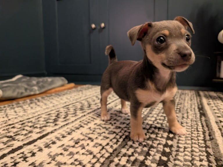 Jack Russell Terrier puppies for sale in Platt Bridge, Greater Manchester – 12 weeks old - Image 4 of 5
