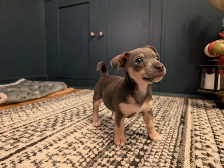 Jack Russell Terrier puppies for sale in Platt Bridge, Greater Manchester – 12 weeks old - Image 5 of 5