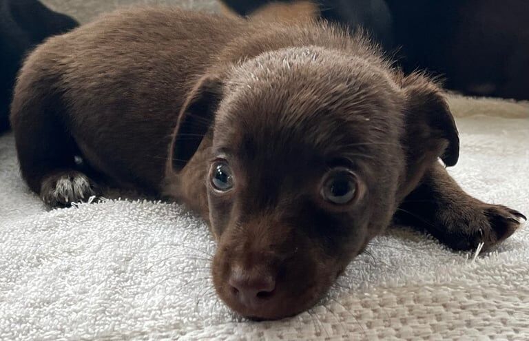 Jack Russell puppies for sale in Wisbech, Cambridgeshire – 9 weeks old
