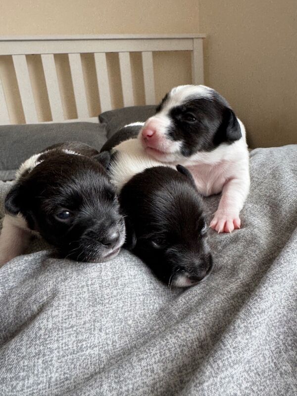 Miniature Jack Russel Puppies for sale in Buckinghamshire