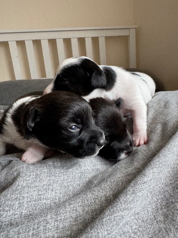 Miniature Jack Russel Puppies for sale in Buckinghamshire - Image 2