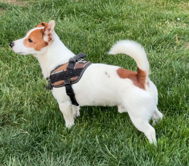 Miniature Jack Russel Puppies for sale in Buckinghamshire - Image 3