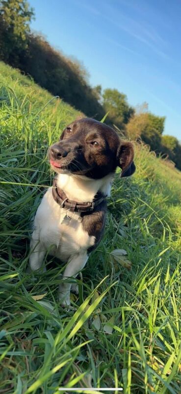 Miniature Jack Russel Puppies for sale in Buckinghamshire - Image 4