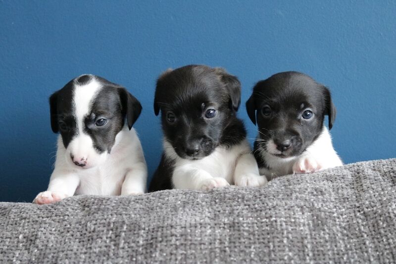 Jack Russell puppies for sale in Buckinghamshire – 5 weeks old