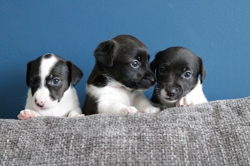 Jack Russell Terrier puppies for sale in Buckinghamshire – 6 months old - Image 2 of 5