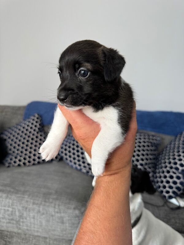 Jack Russell Terrier puppies for sale in Buckinghamshire – 6 months old - Image 5 of 5