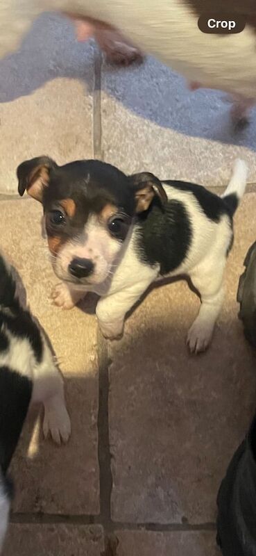 Miniature jack Russel puppies for sale in Crook, Durham