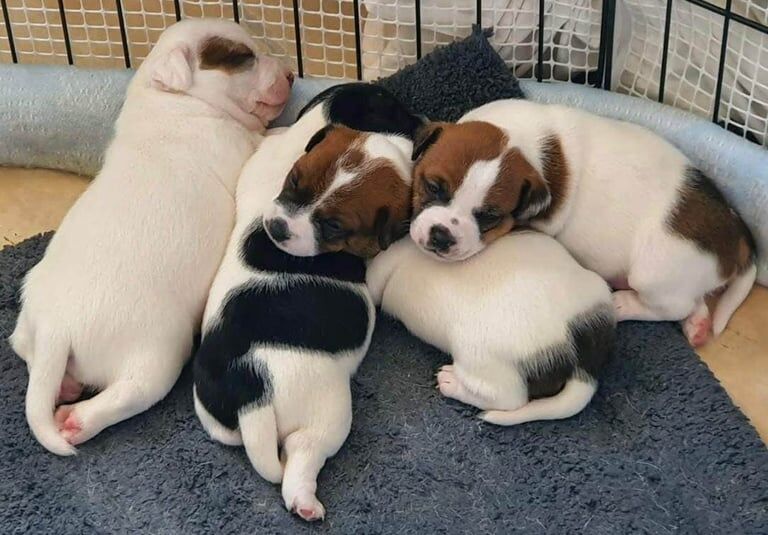 Jack Russell Terrier puppies for sale in East Kilbride, Lanarkshire – 8 weeks old