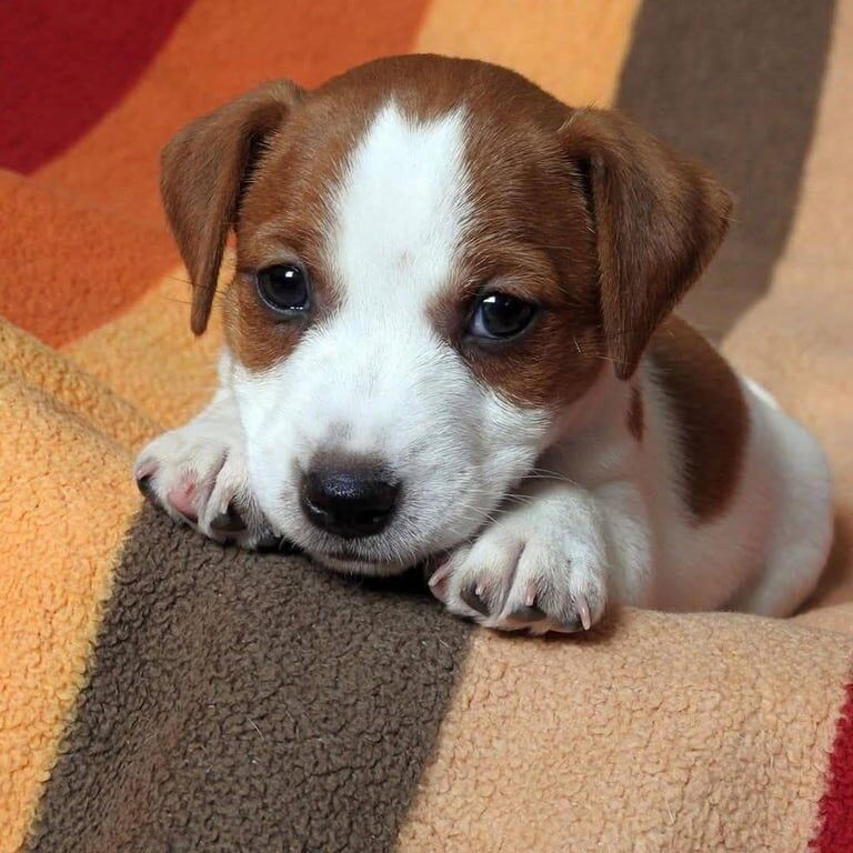 Jack Russell Terrier puppies for sale in East Kilbride, Lanarkshire – 8 weeks old - Image 2 of 4