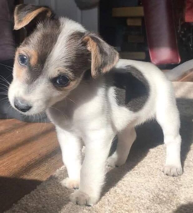 Jack Russell Terrier puppies for sale in East Kilbride, Lanarkshire – 8 weeks old - Image 3 of 4
