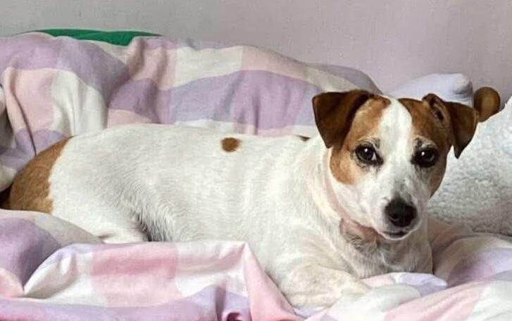 Jack Russell Terrier puppies for sale in East Kilbride, Lanarkshire – 8 weeks old - Image 4 of 4