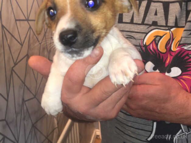 Jack Russell Terrier puppies for sale in Portrush, Coleraine – 1 year old - Image 2 of 5
