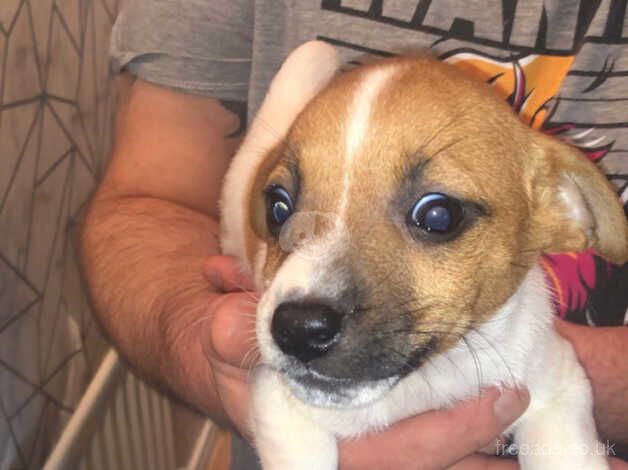 Jack Russell Terrier puppies for sale in Portrush, Coleraine – 1 year old - Image 3 of 5