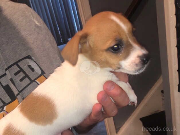 Jack Russell Terrier puppies for sale in Portrush, Coleraine – 1 year old - Image 4 of 5