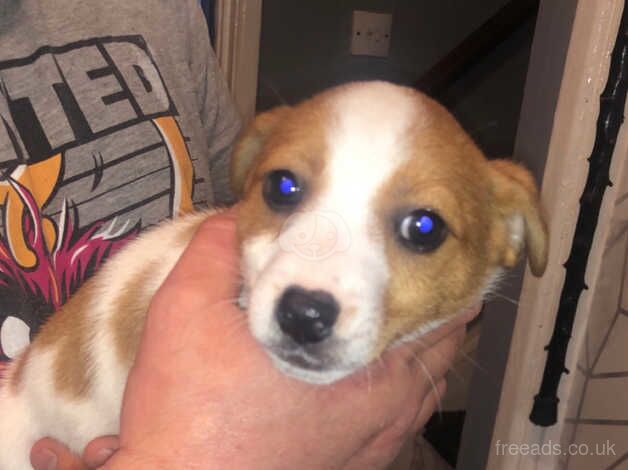 Jack Russell Terrier puppies for sale in Portrush, Coleraine – 1 year old - Image 5 of 5