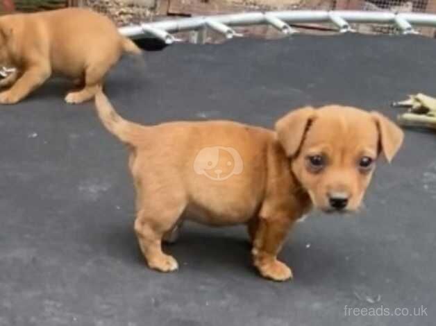 Miniature jack Russel puppy s for sale in Exeter, Devon - Image 1