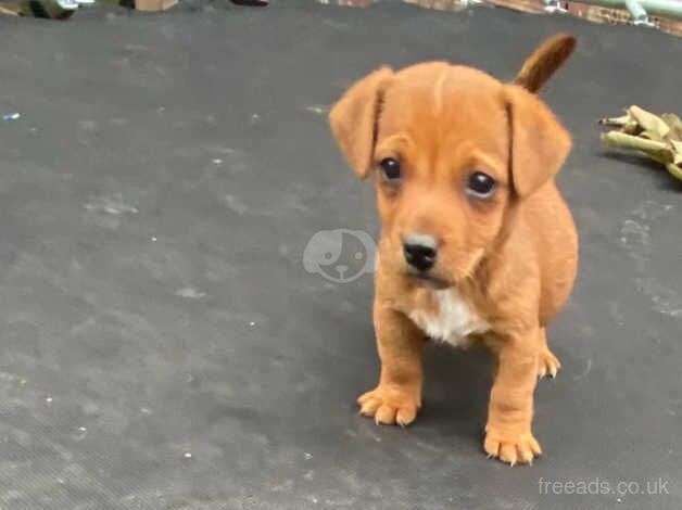 Miniature jack Russel puppy s for sale in Exeter, Devon - Image 2