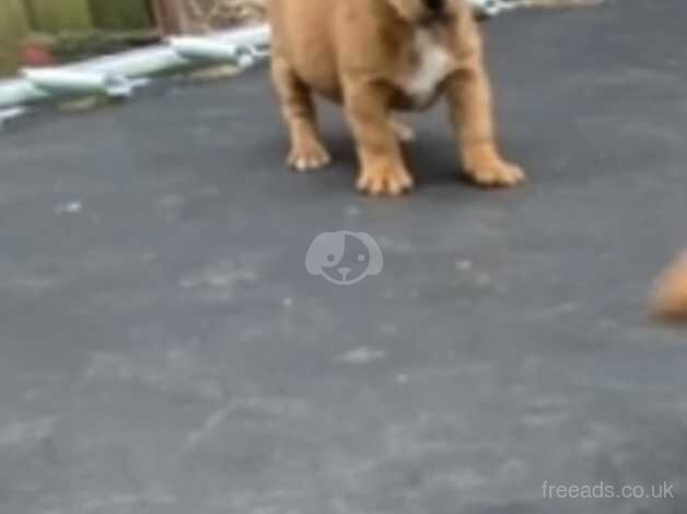 Miniature jack Russel puppy s for sale in Exeter, Devon - Image 3