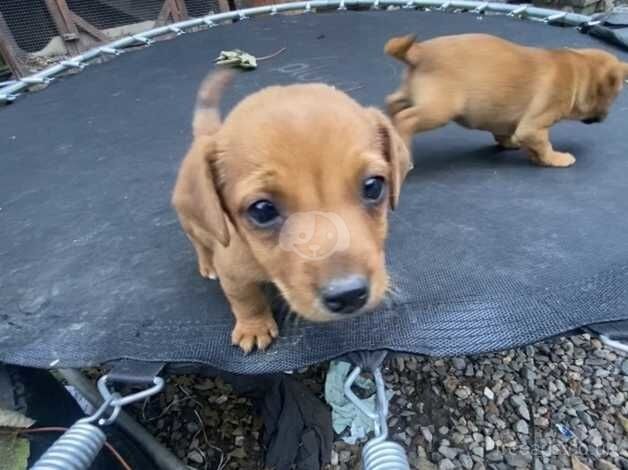 Miniature jack Russel puppy s for sale in Exeter, Devon - Image 4
