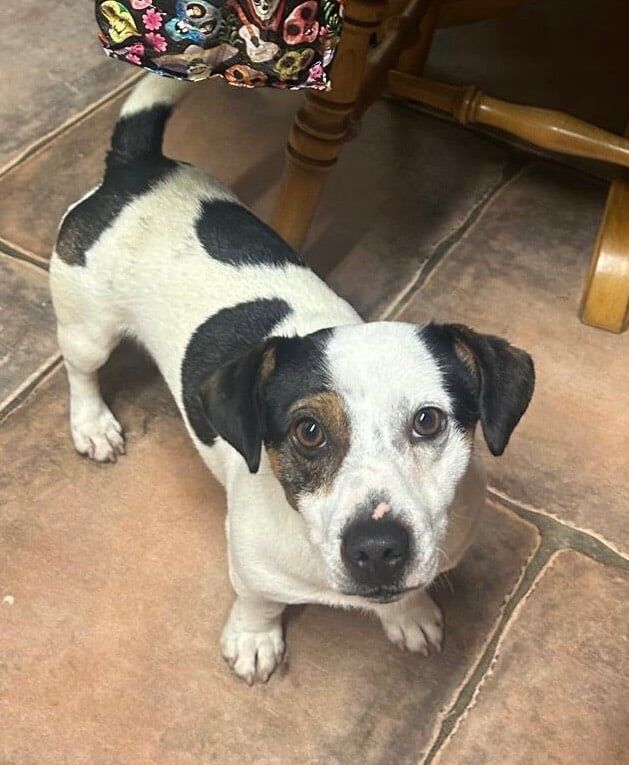 Jack Russell Terrier puppies for sale in Armagh, County Armagh – 2 years old - Image 1 of 1