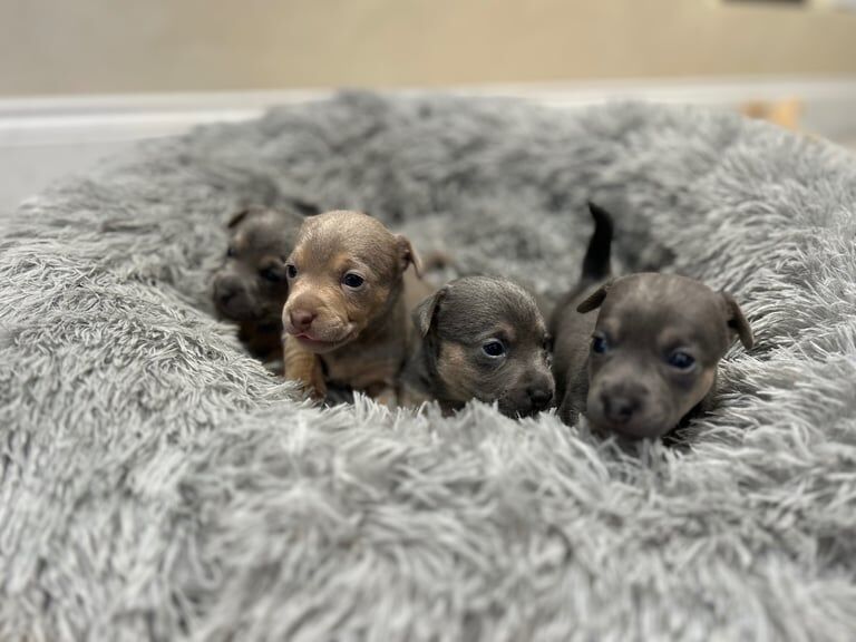 Miniature Jack Russell for sale in Romford, Greater London