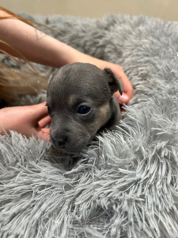 Miniature Jack Russell for sale in Romford, Greater London - Image 3