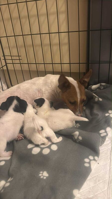 Jack Russell Terrier puppies for sale in Gloucester, Gloucestershire – 6 weeks old