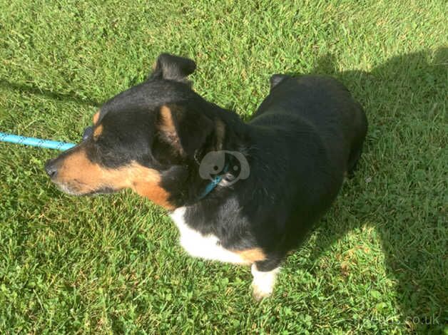 Jack Russell Terrier puppies for sale in Biggar, South Lanarkshire – 6 years old - Image 3 of 3