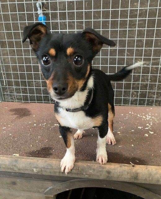 Jack Russell Terrier puppies for sale in Newry, County Armagh – 8 months old