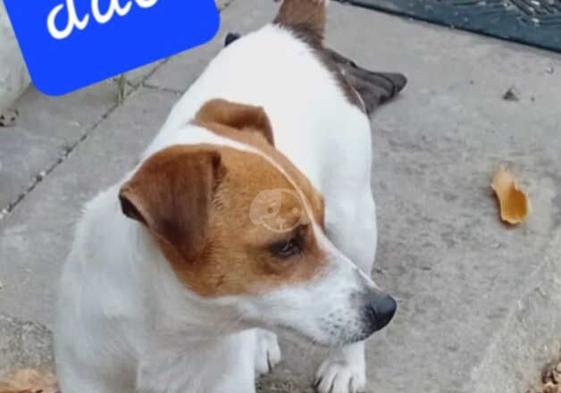 Jack Russell Terrier puppies for sale in Cranbrook, Redbridge, Greater London – 1 year old - Image 2 of 4