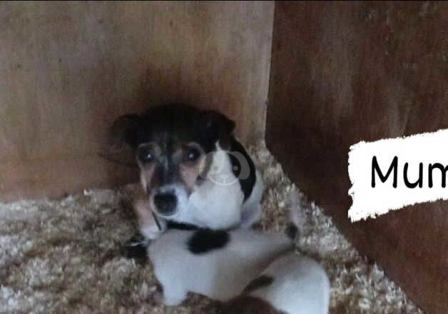 Jack Russell Terrier puppies for sale in Cranbrook, Redbridge, Greater London – 1 year old - Image 4 of 4